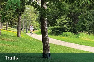 Tree in a park with a trail in the background