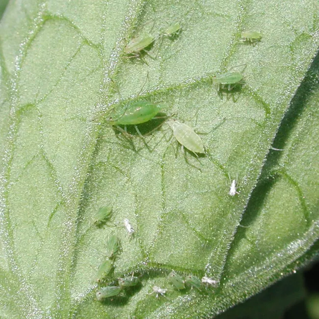 Aphids