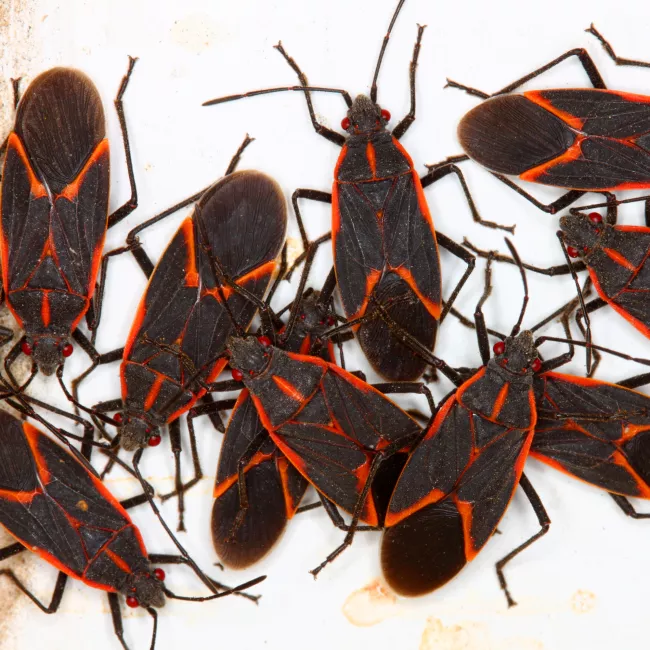 Image of boxelder bugs