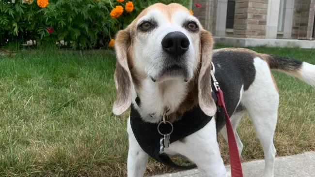 Cute dog on a walk with a leash