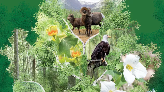 National Forest Week