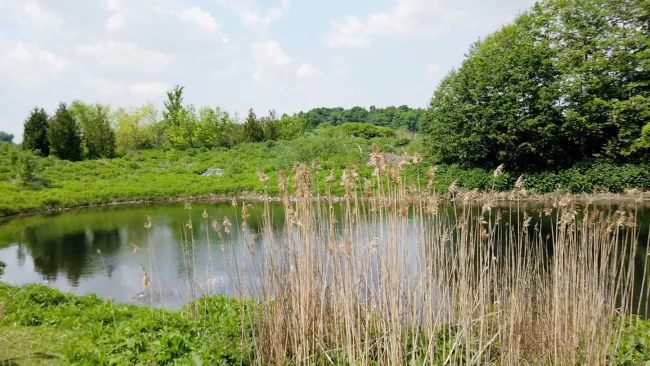 a stormwater pond