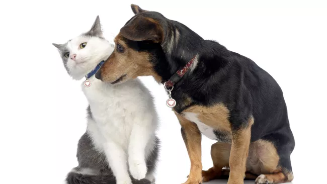 Book today for the microchip and rabies clinic on April 6