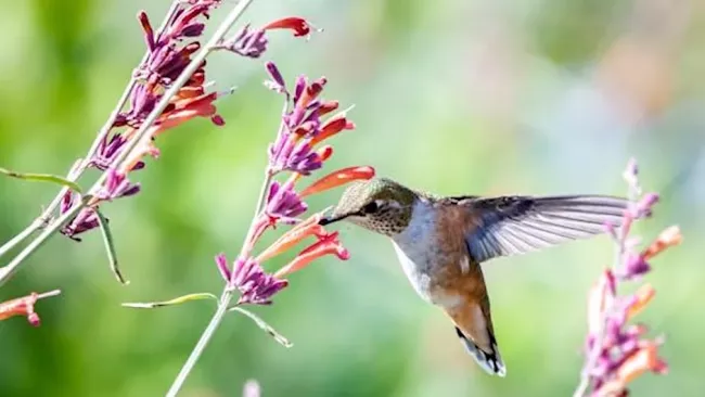 A hummingbird flying next to a flower