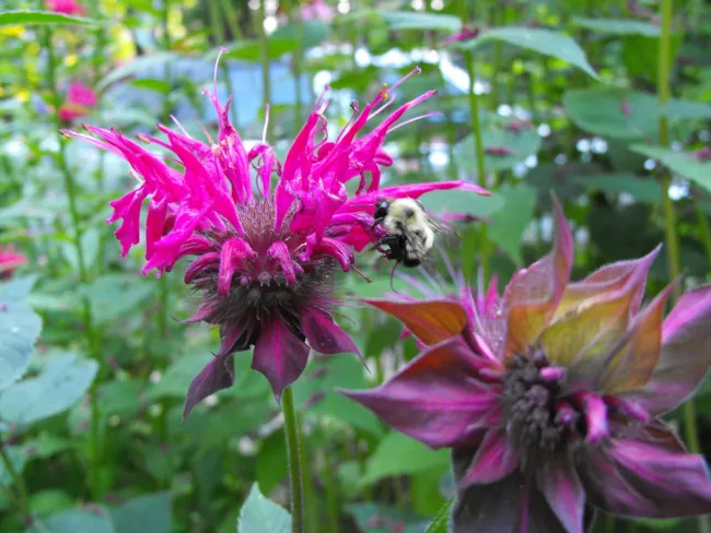 A bee flying next to a flower