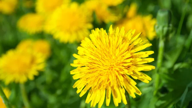 Dandelions