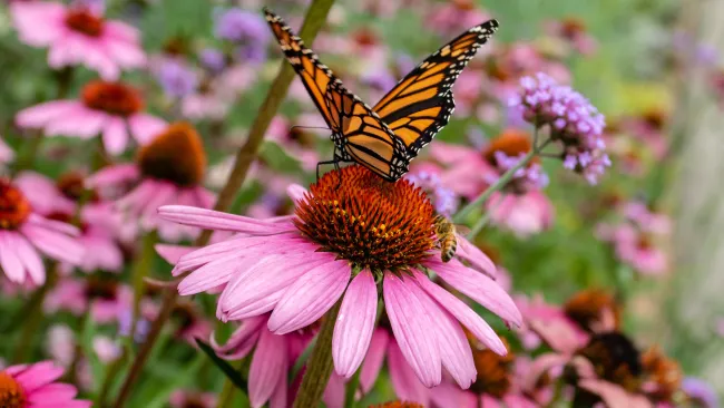 Butterfly on a flower