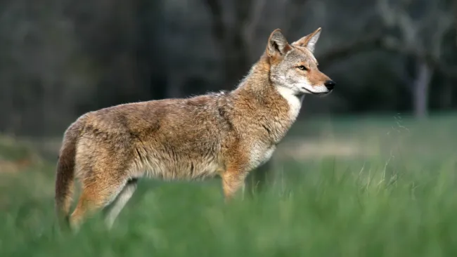 Coexisting with wildlife 101