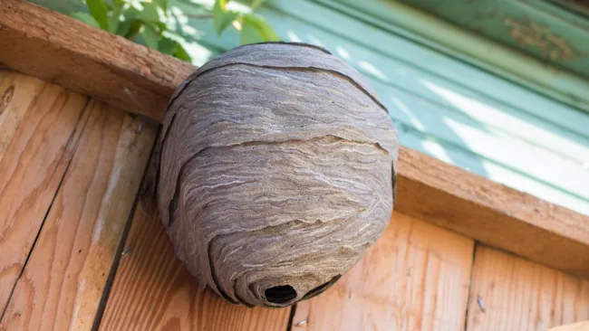 Wasps and hornets