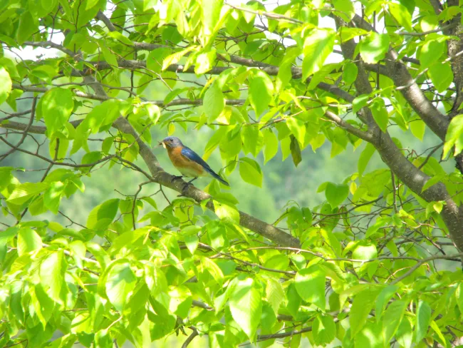 A bird sitting on a tree branch