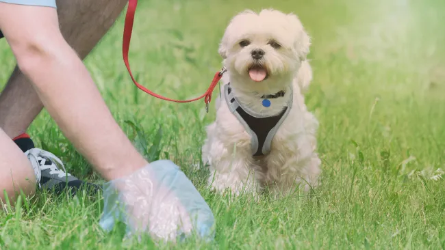 Pet waste belongs in the garbage, not on the ground
