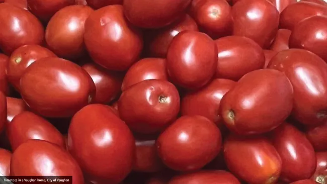 Tomatoes