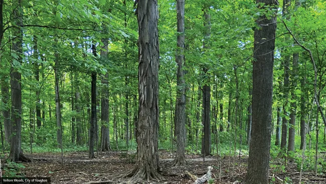 National Forest Week