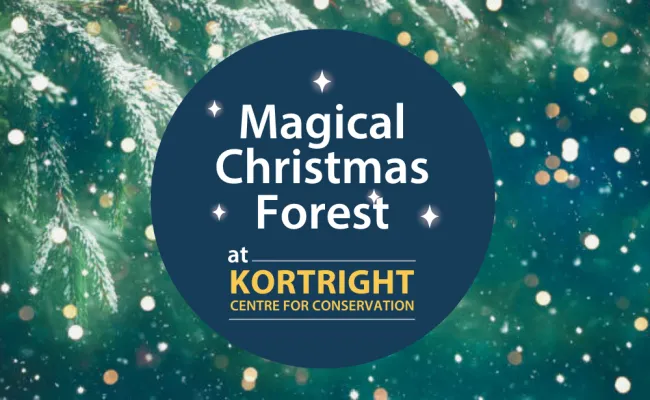 Graphic with a forest background and glowing lights. A dark blue circle in the center reads: 'Magical Christmas Forest at Kortright Centre for Conservation' with sparkles around the text.