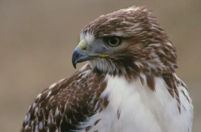 close-up of a Red-tailed Hawk