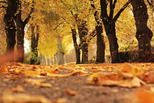 Golden autumn leaves falling from trees