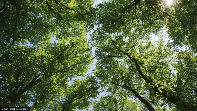 Urban Forest Management Plan