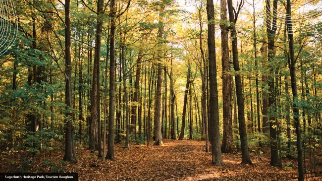 open forest space