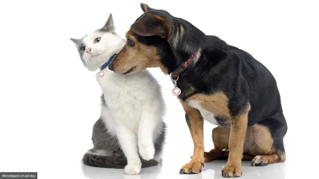 Book a spot at the next microchip and rabies clinic on Oct. 26