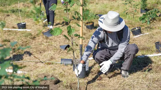 tree planting