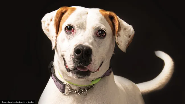 Take a ‘fur-ever’ friend home!