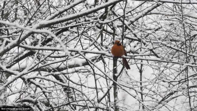 City of Vaughan bird count
