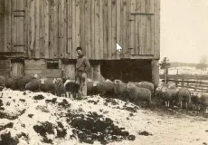 Image of man and a dozen sheep outside a barn
