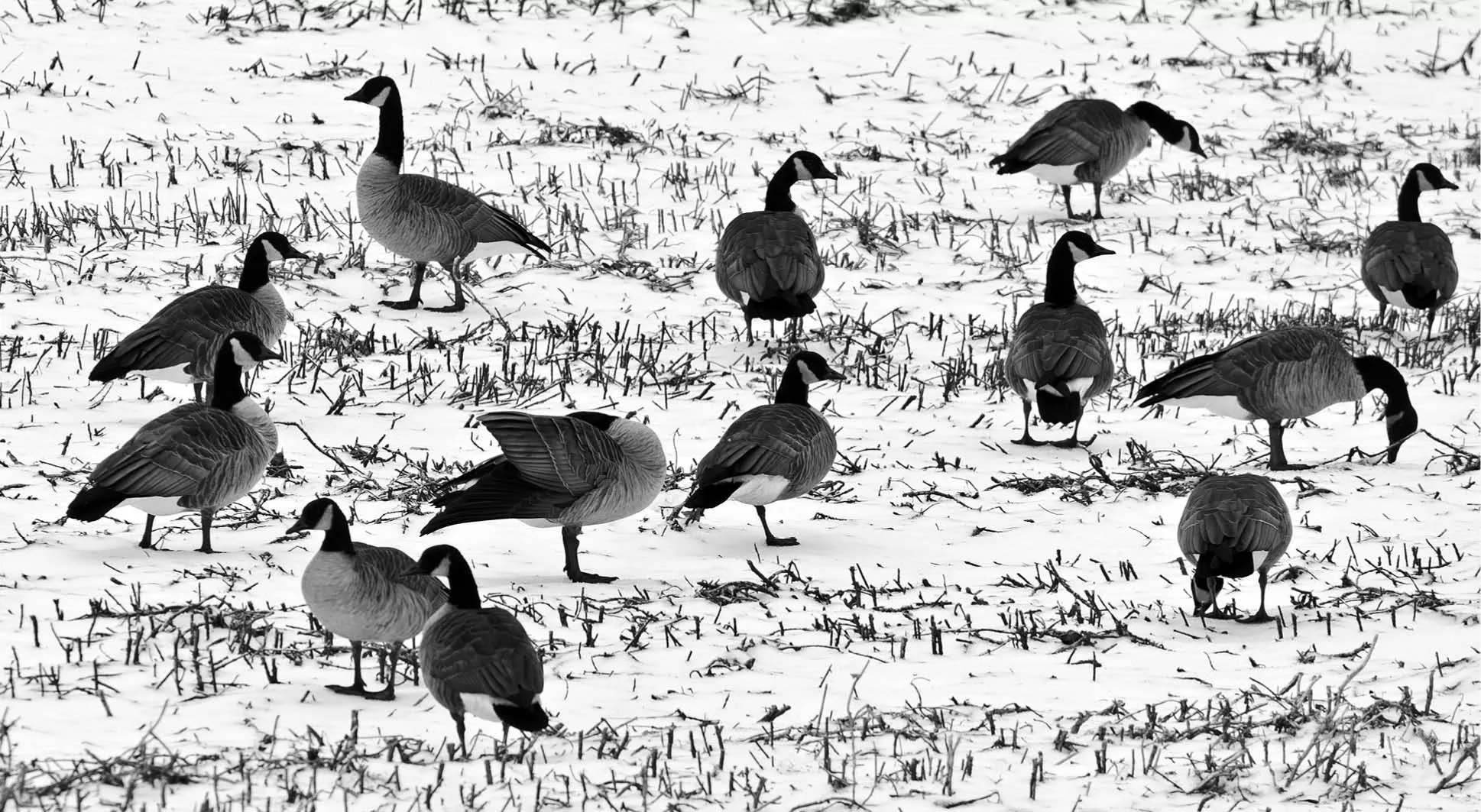 Canadian Geese in a field