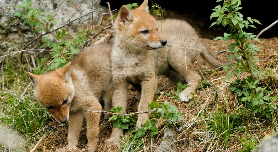 Two coyote pups in the woods