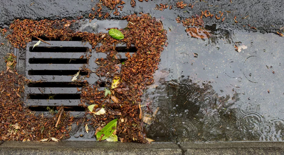 a catch basin covered in leaves