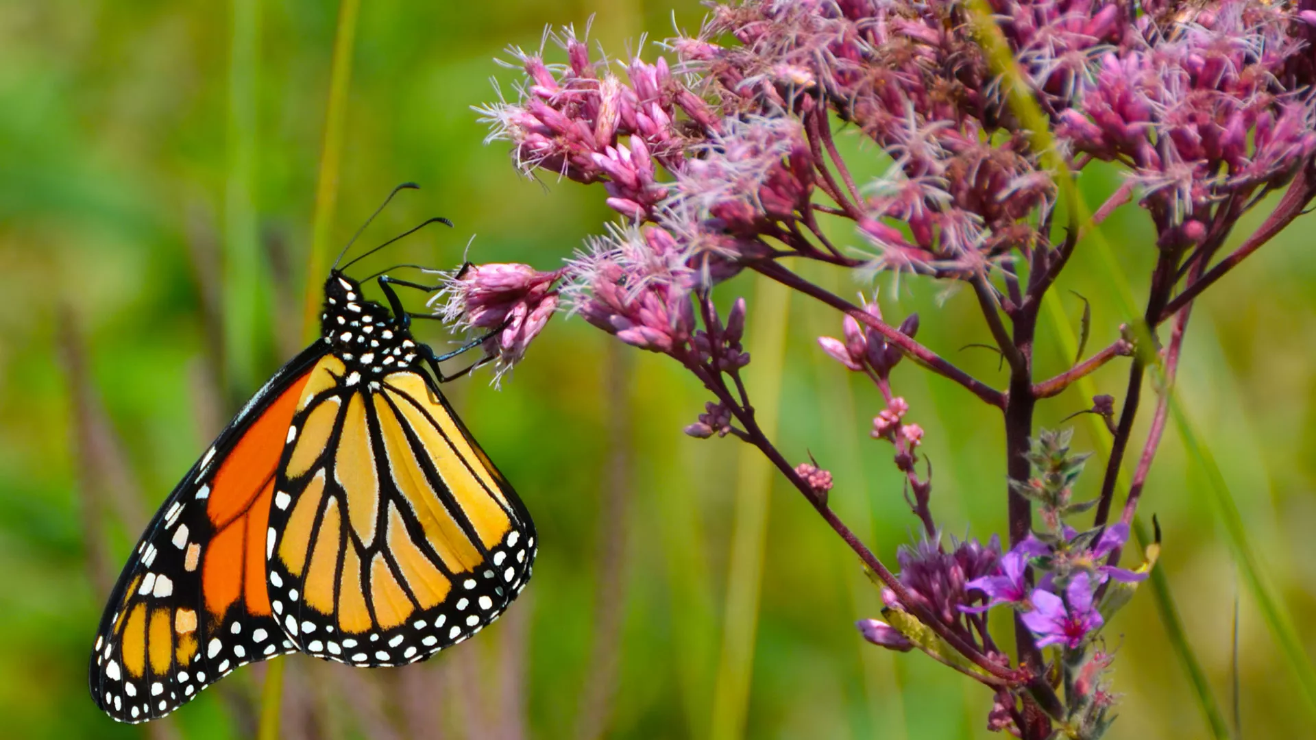 Pollinator Week