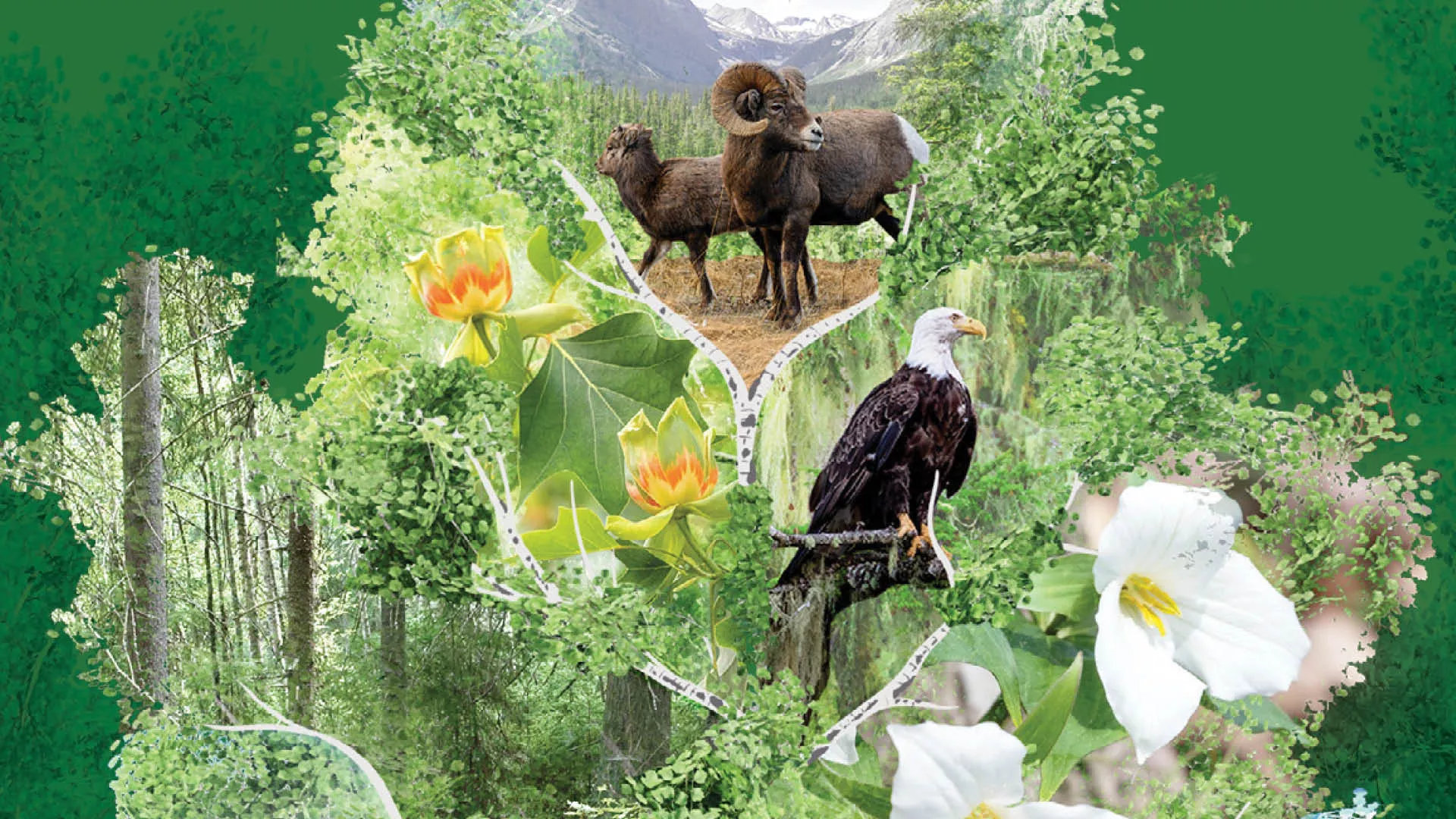 National Forest Week