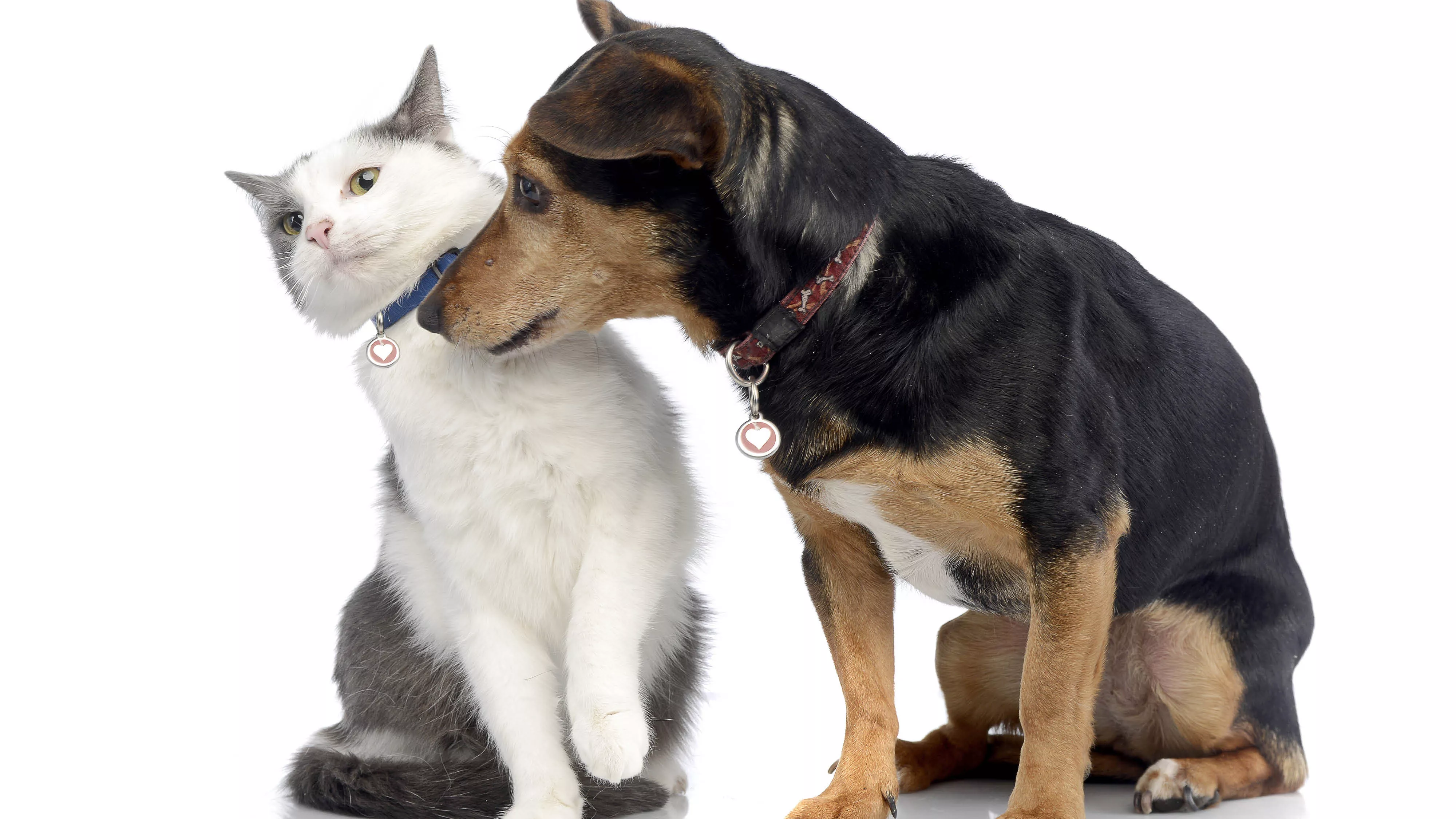 Dog and cat sitting next to each other with dog sniffing cat