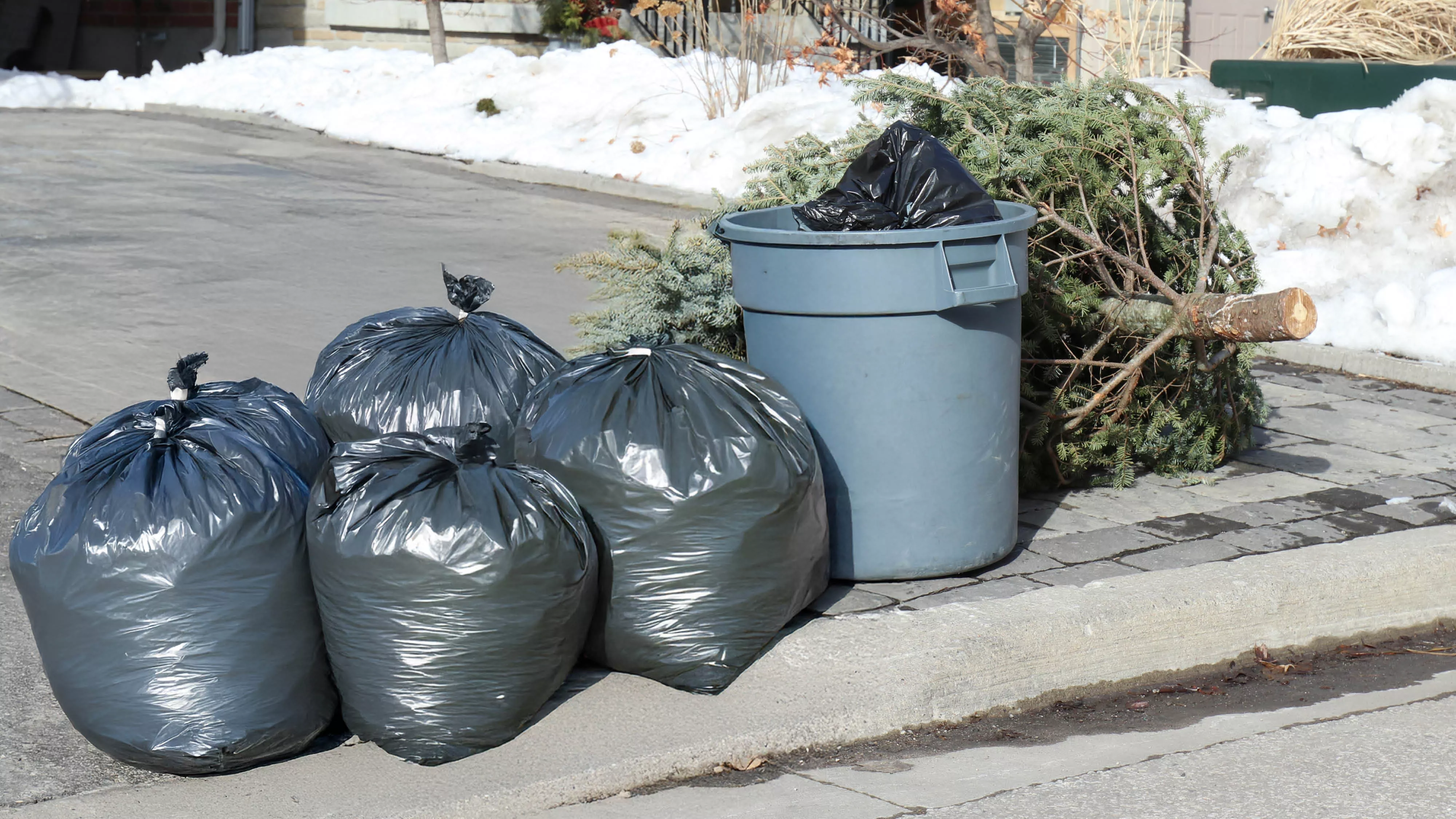 garbage bags and a tree placed at the curb
