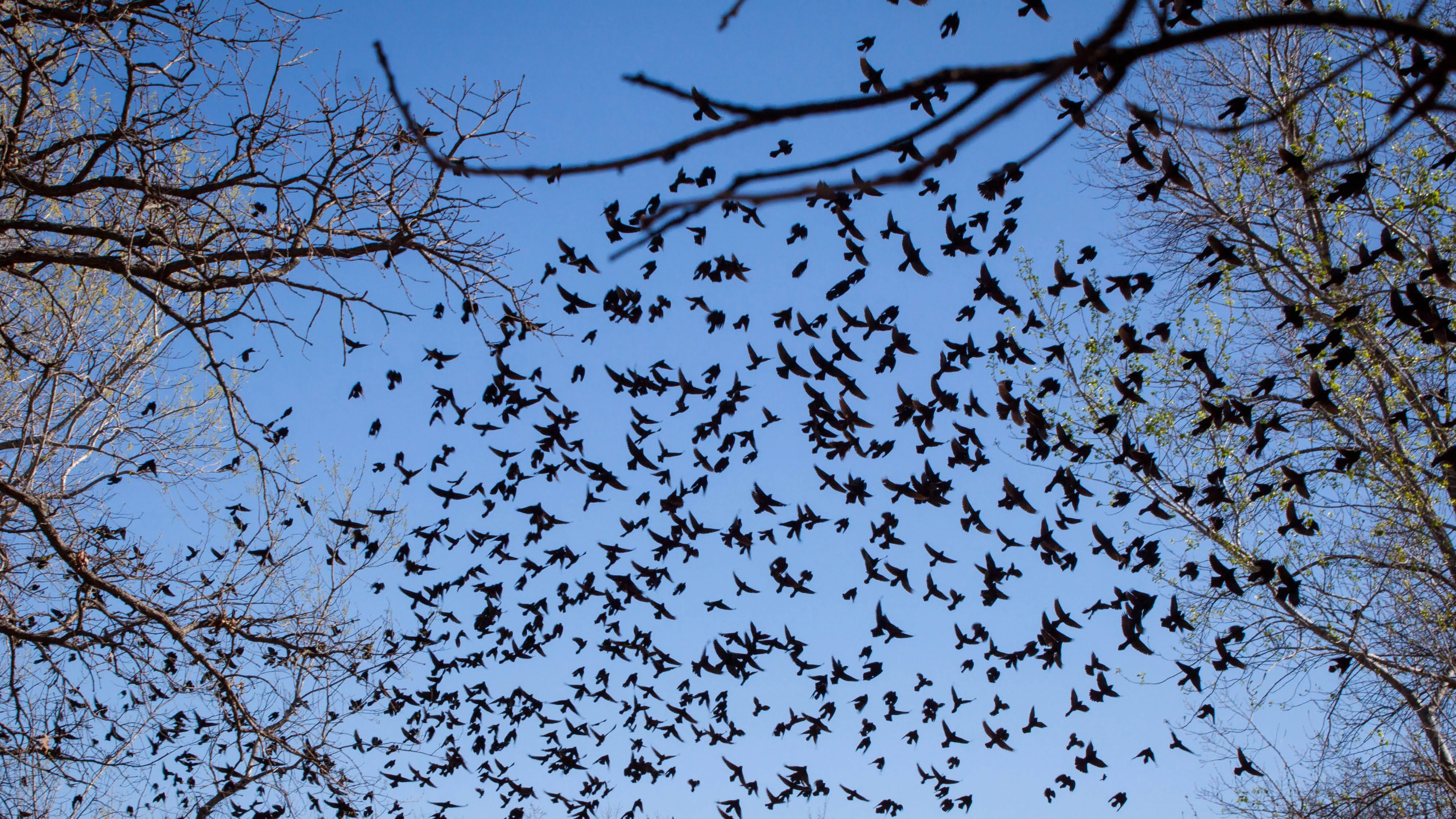 Migratory Bird Day Event 
