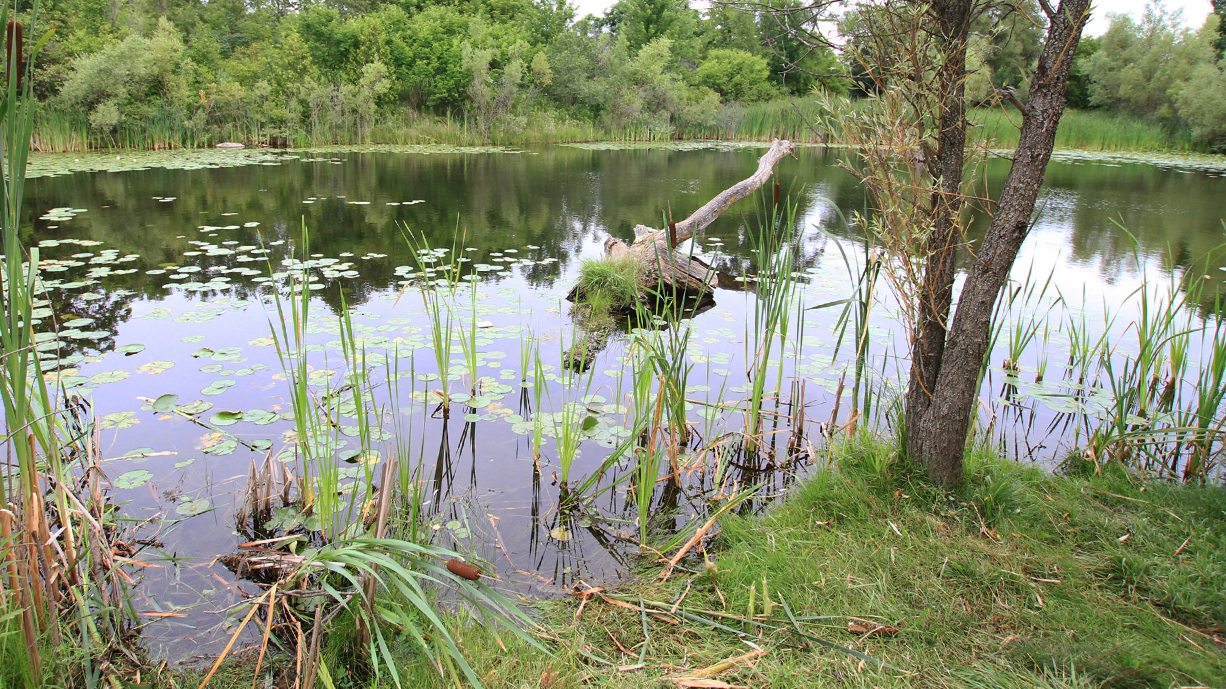 a stormwater pond in vaughan