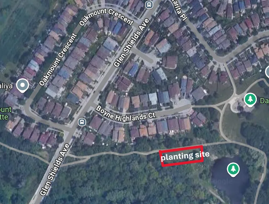 picture of planting site at marita payne park. Red rectangle around open space, to the west of Glen Shields Ave entrance.