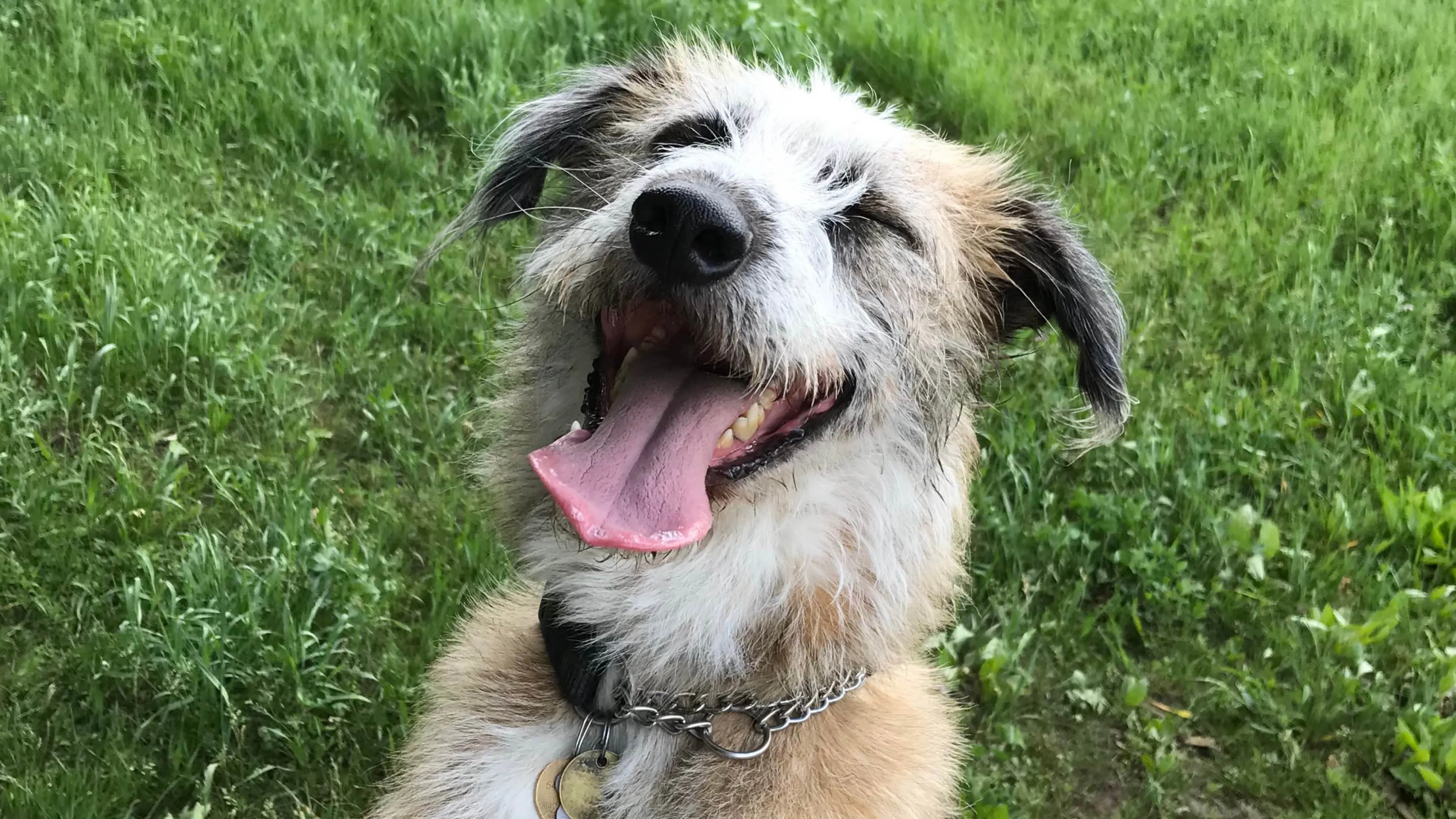 Keep your pets cool in extreme heat