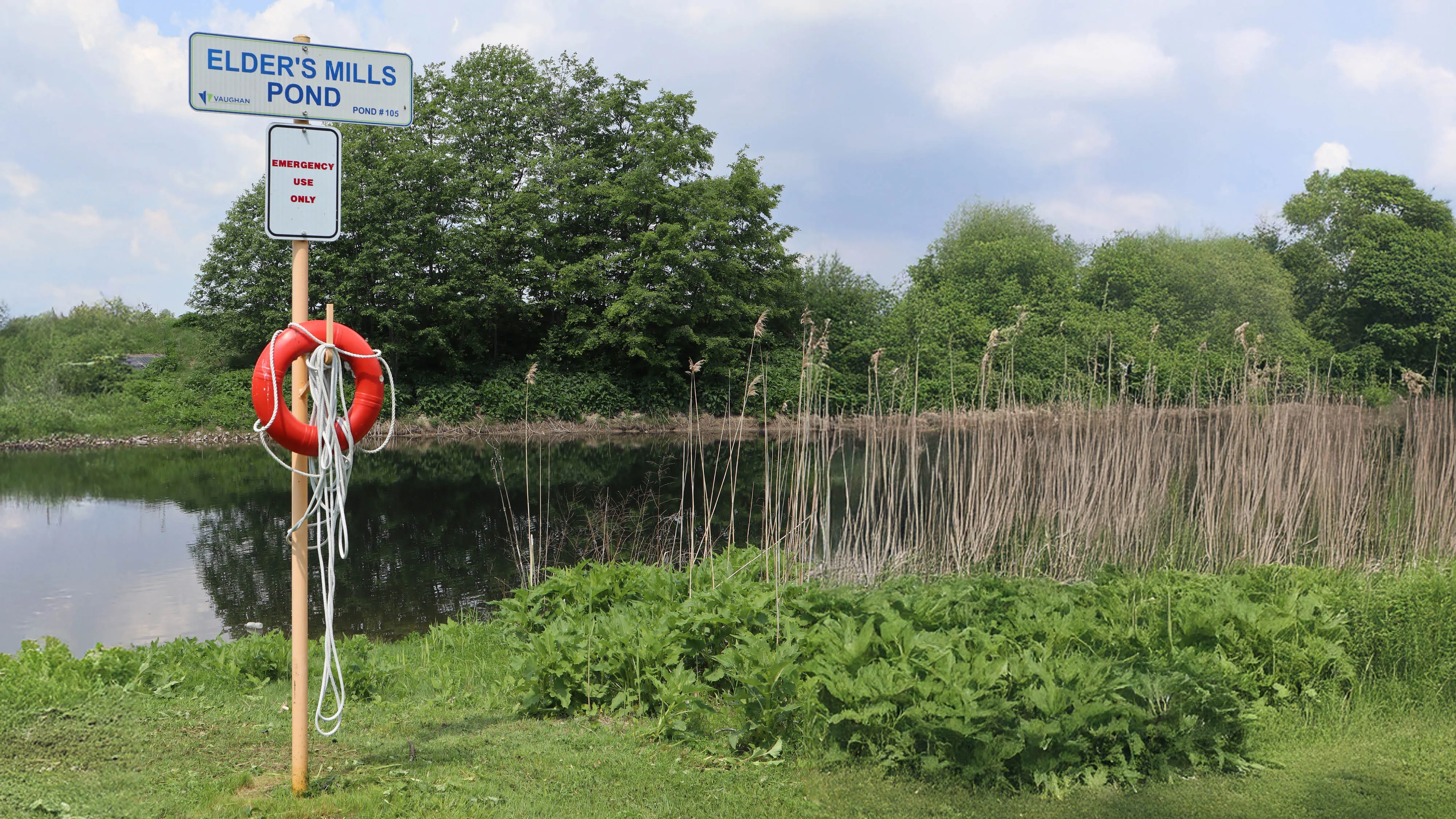 stormwater pond with lots of vegetation