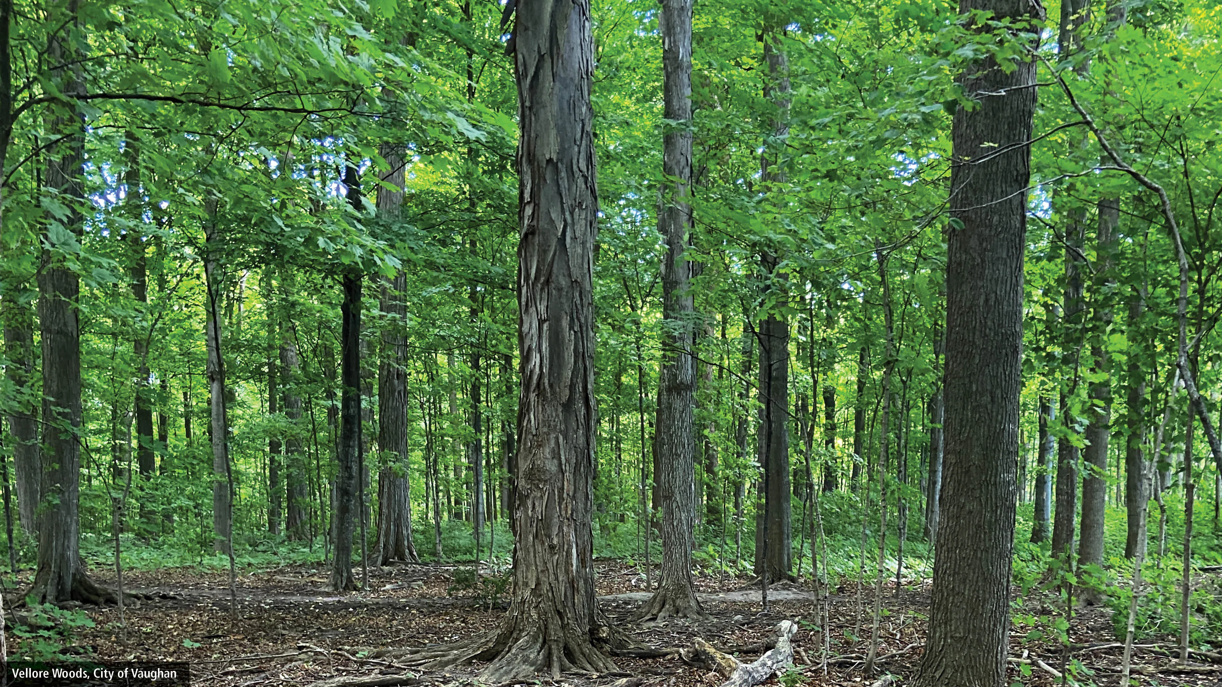 National Forest Week