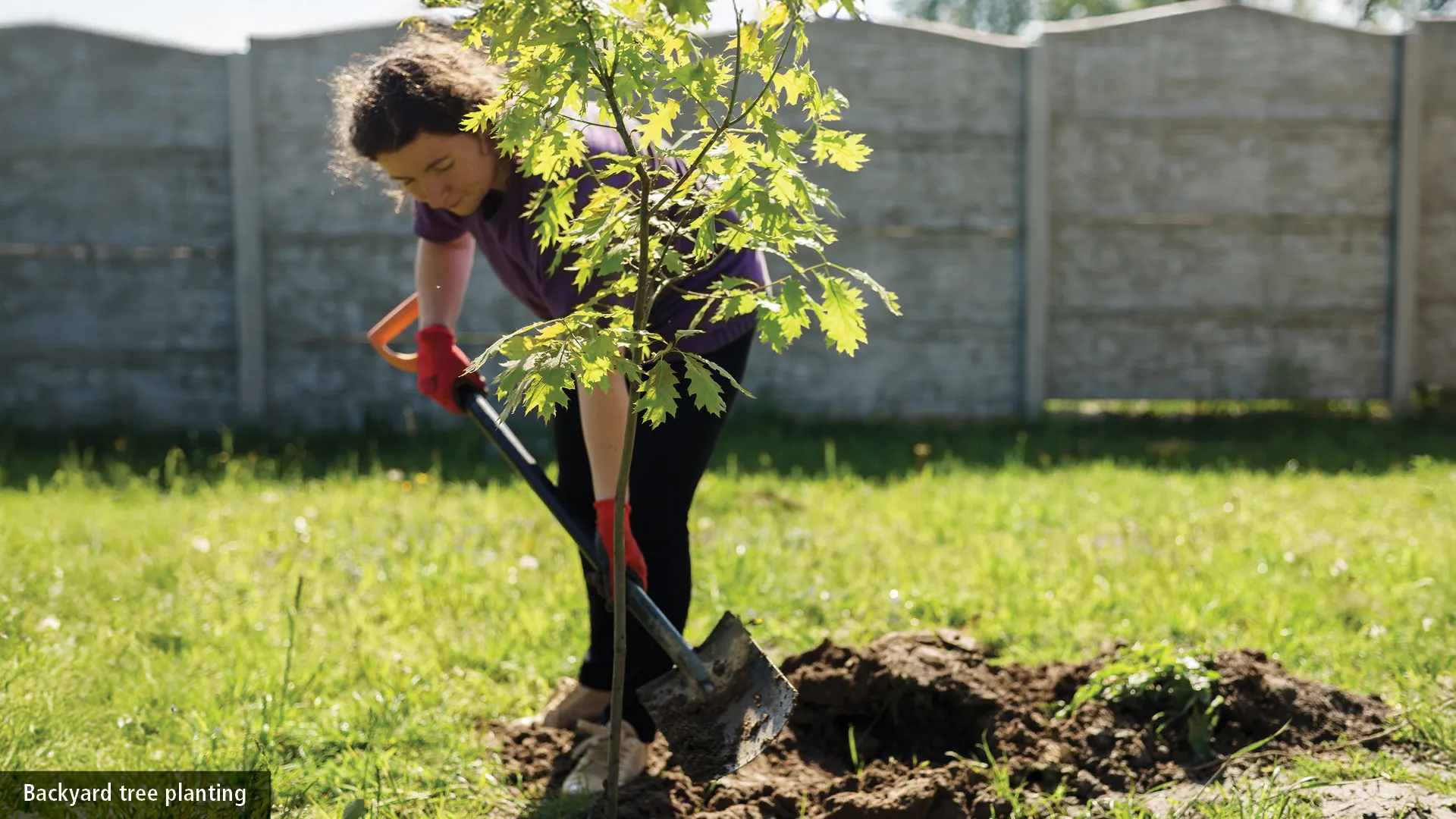 Backyard Tree Planting program