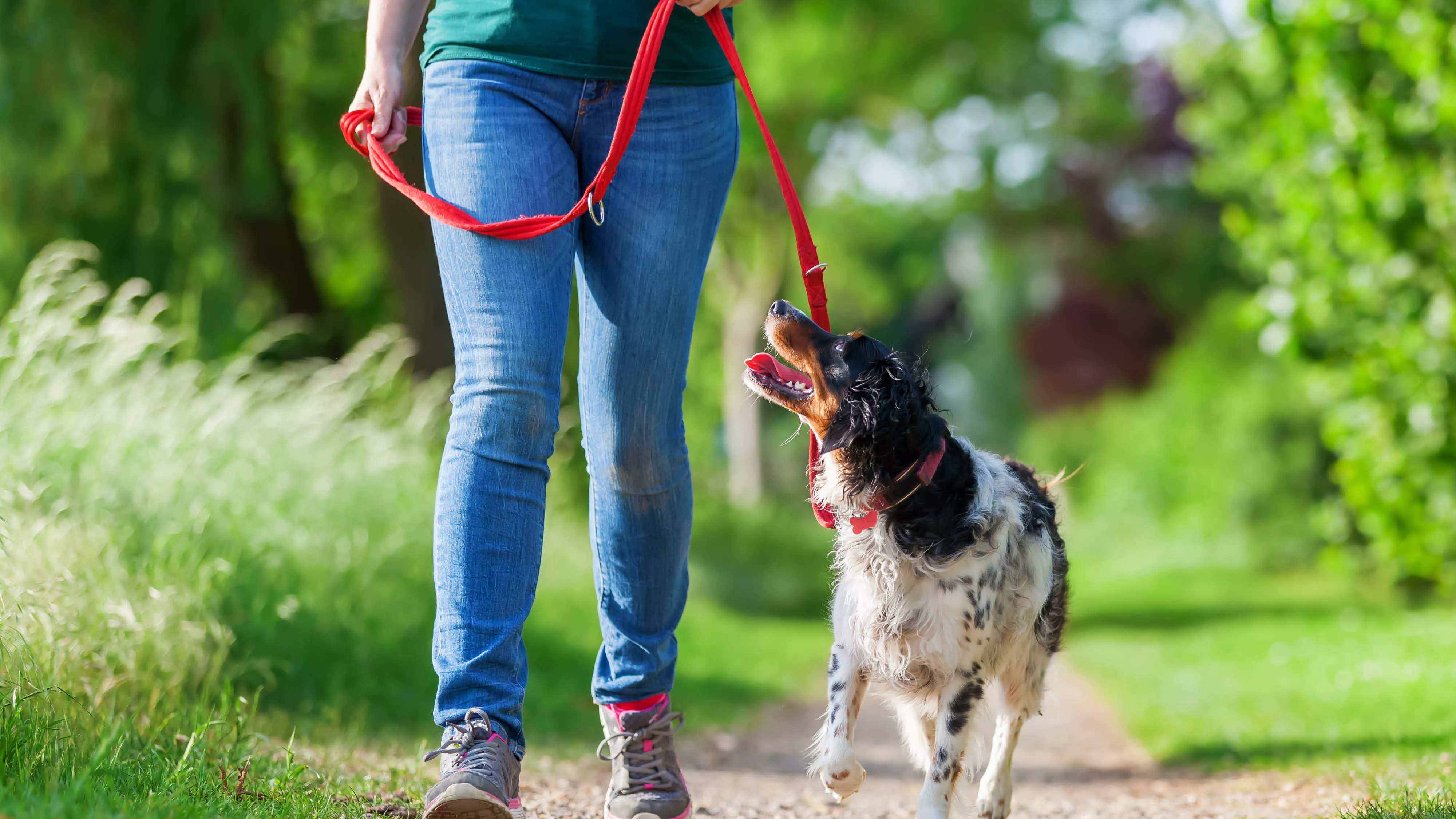 Someone walking their dog on a leash on a trail